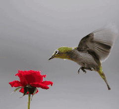 壁纸 动物 鸟 鸟类 雀 240_220 gif 动态图 动图