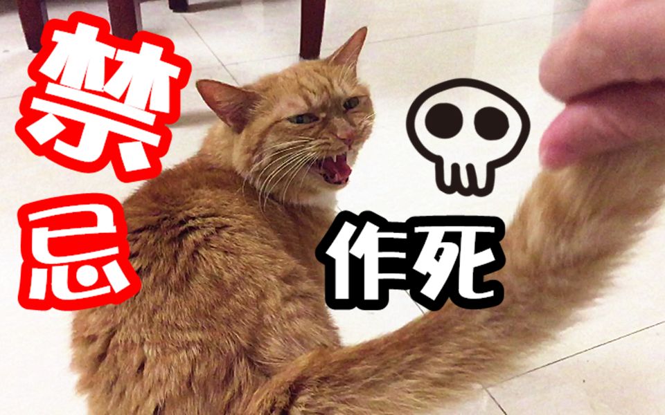 碰超凶话痨橘 猫的下半身,在作死的边缘疯狂试探!