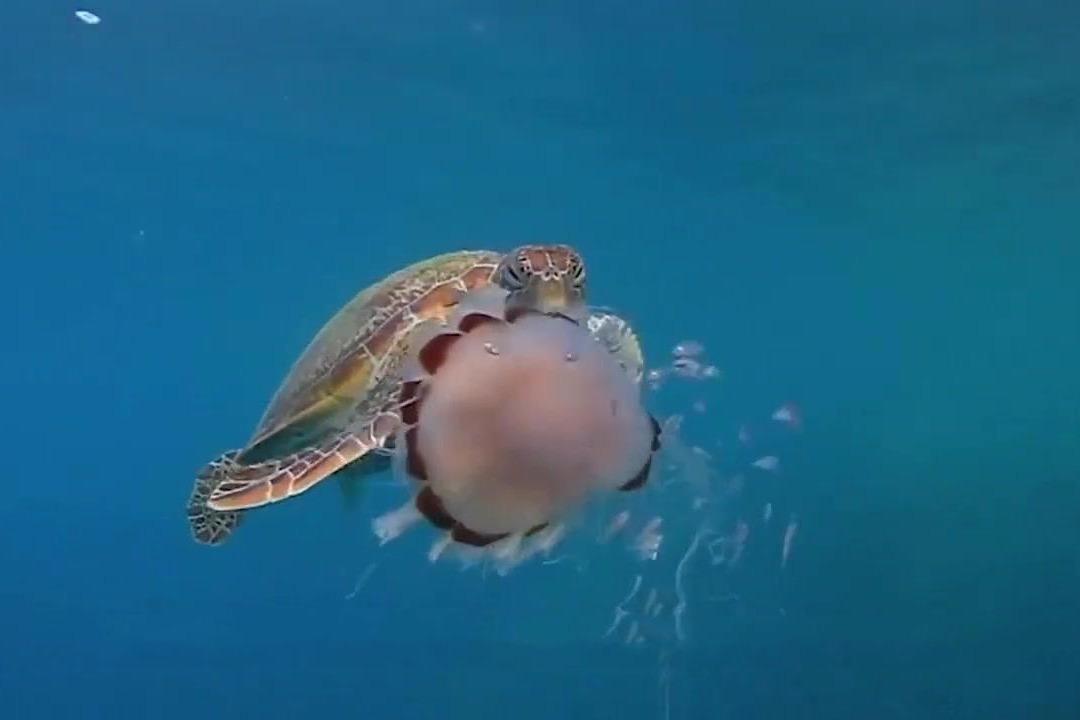海龟吃水母,就像吃面条一样,网友:胃口真好啊!