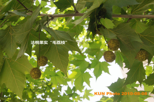 梧桐树结果吗,果实什么样,什么颜色?