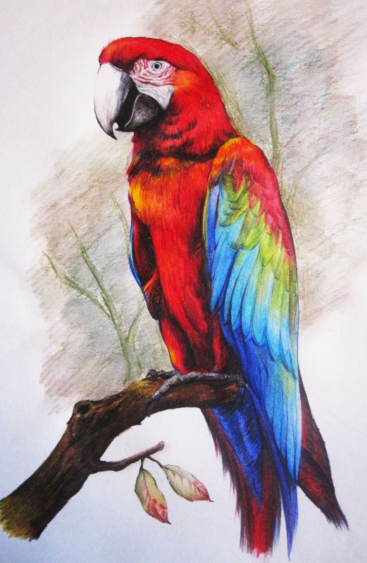 根据鹦鹉的颜色选择不同的笔向四周渐变涂开,勾勒出鹦鹉羽毛纹,衔接
