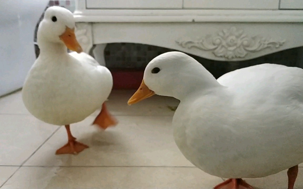 call duck~ 宠物鸭~柯尔鸭~快来吸