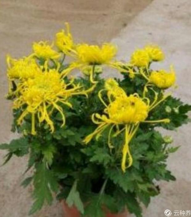 请问老师菊花在生长过程中如何进行管理?