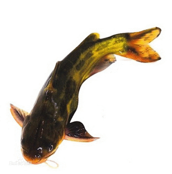 有种黄色的淡水鱼,嘴边长须,特点是鱼鳍中有跟刺,遇到危险会竖起来,刺
