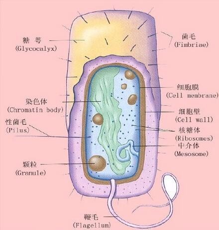 试述细菌的结构及其相应的功能.