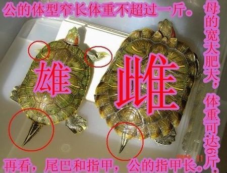 巴西龟的公母区分一般从体型,排泄孔为主要区分.