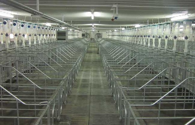 中型养猪场:自繁自养型基础母猪 1000头,商品猪 10000头/年,仔猪育肥