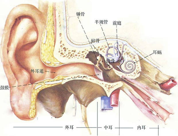 当耳石脱落,便滚到半规管里,在半规管的内淋巴液中浮沉滚动,当头部