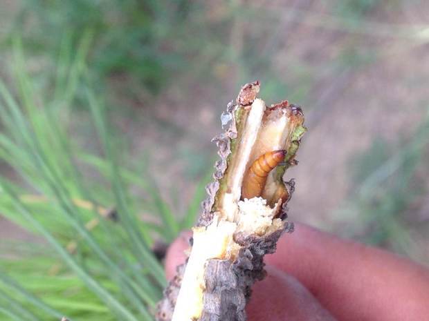 油松树枝里有这样的虫子,这是什么虫子,需要用什么药物来消灭它?谢谢
