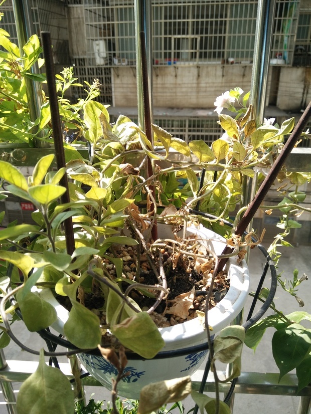 矮牵牛花叶子从根部开始慢慢枯萎