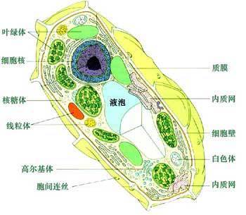 植物叶肉细胞结构简图