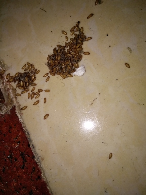 这种是什么虫子,发现我家地板上好多这种虫子,特别是木制的家具下面