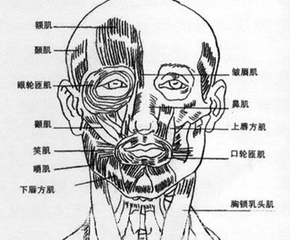 求人头骨和面部肌肉的结构图.