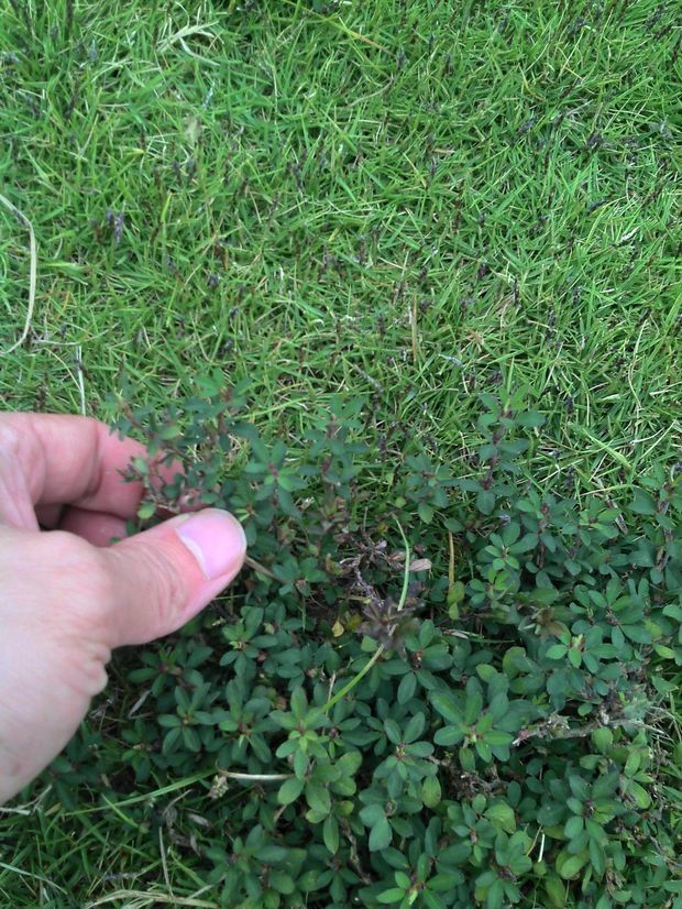 1草坪常见的草种是什么草?2其中手持杂草明显不同,是何种草?