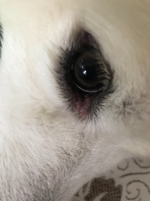 萨摩耶的一只眼睛的眼角烂了!是什么原因?怎么治呢?