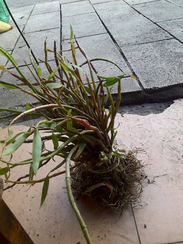 这是野生黄草,它有人工种植的铁皮石斛药用高吗