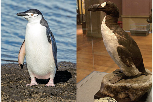 企鹅(左)与大海雀(右)都穿着"黑礼服",但亲缘关系并不太近