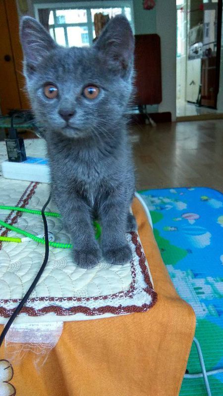请问,这是一只什么猫?有点蓝猫的颜色,小猫,才一个多月,能看见身