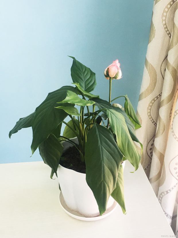 万年青花语是什么呢?万年青开花寓意是什么?