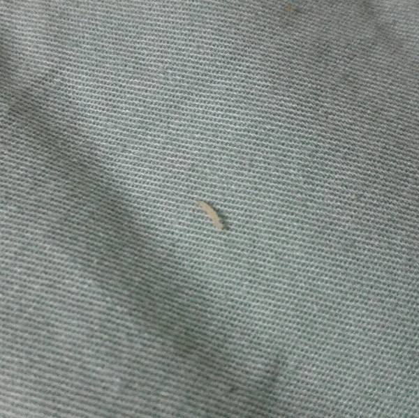床上发现这种白色虫子,很小很小像蛆一样蠕动.这是什么?该怎么办?