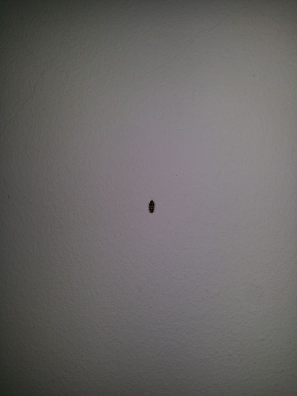 床上有小黑虫他可怕了!