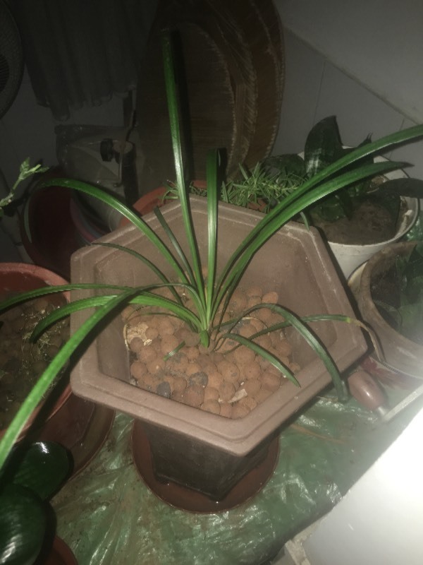 请大家帮鉴定一下这是什么品种的兰花,叶子两边无锯齿