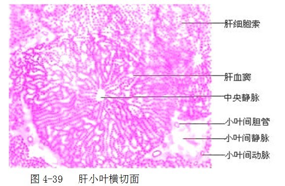 肝小叶汇管区小叶间静脉 小叶间动脉和小叶间胆管的区别