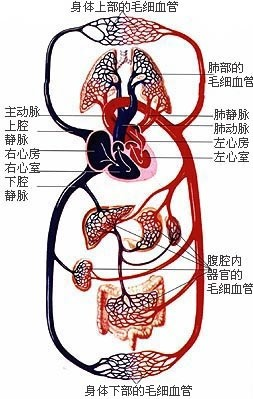 (2)肺循环的路线是:d右心室→b肺动脉→肺部毛细血管→c肺静脉→a左