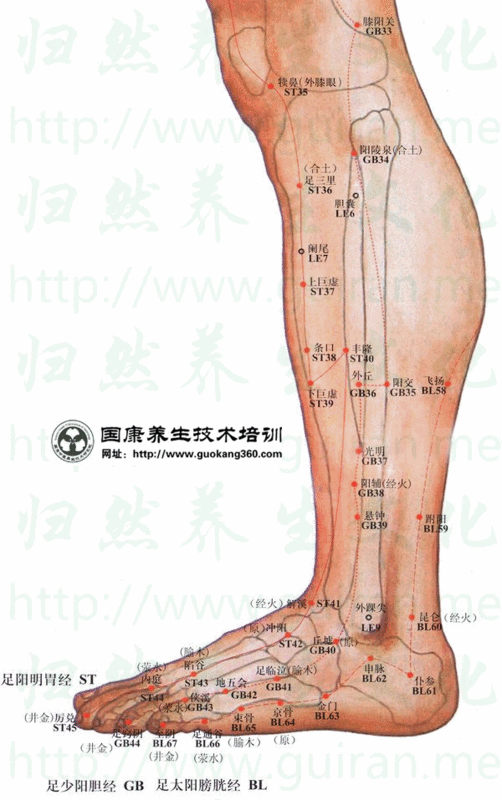 足少阳胆经的合穴,胆的下合穴,八会穴之筋会 在小腿外侧,当腓骨头前