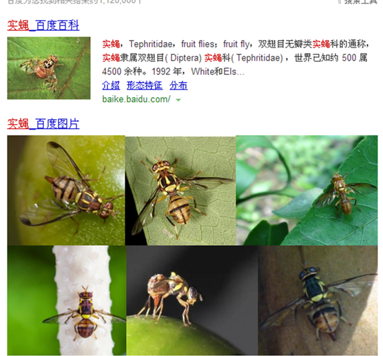 实蝇,tephritidae,fruit flies;fruit fly,双翅目无瓣类实蝇科的通称