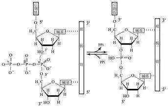 脱氧核糖核酸的游离磷酸基(与5号碳相连)与脱氧核苷酸的羟基(与3号碳