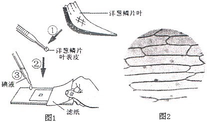 试题类型:读图填空题 试题内容:下图1为某同学制作洋葱鳞片叶表皮细胞