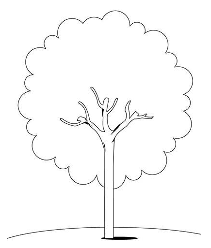 大树怎么画 简笔画大树的画法分享
