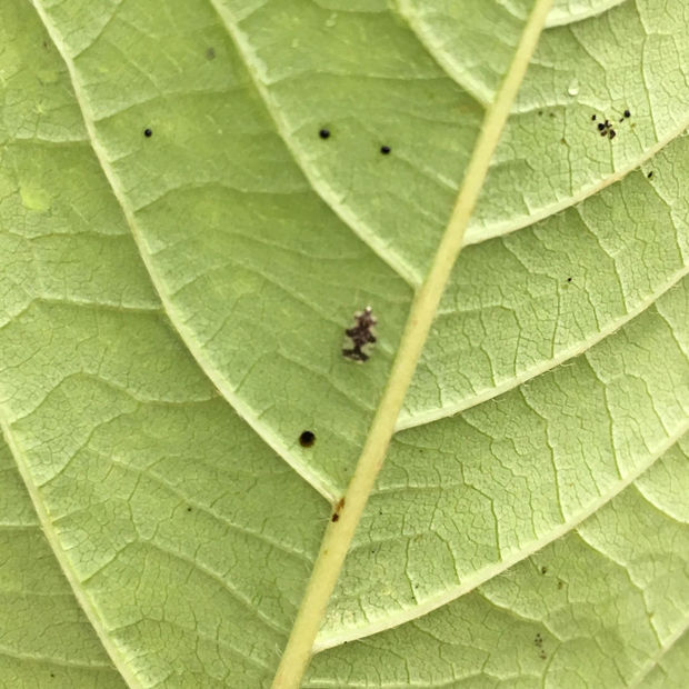 樱桃树上长的像黑色小飞机一样的虫子,是什么虫子?