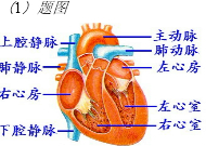 如图是人的心脏结构模式图,请回答:(1)写出下列结构名称:a______b