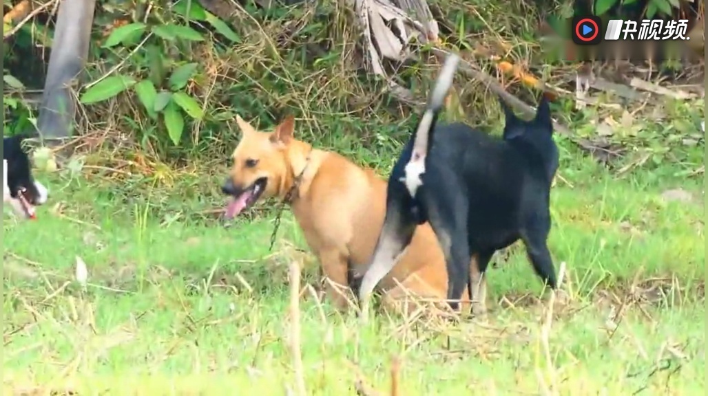 村里的狗狗,黑狗白狗黄狗,黄狗叫小芳