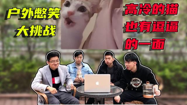 办公室大乱逗:户外憋笑大挑战,萌萌哒的小猫咪也能变成表情包