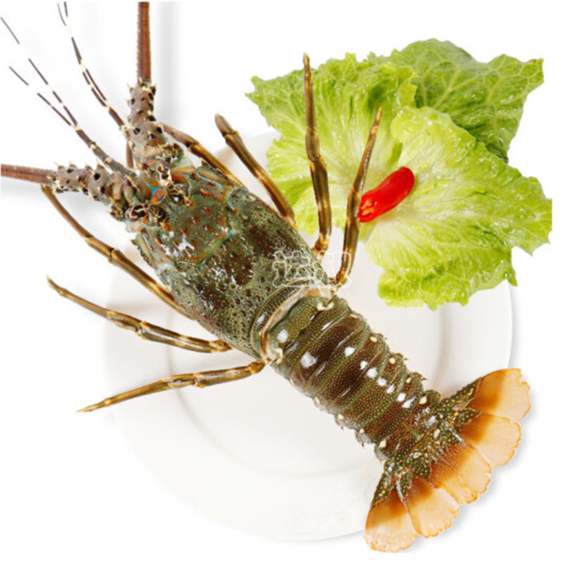 小青龙又名波纹龙虾,主要产地:西非,东南亚,印度,越南,加纳,毛塔.