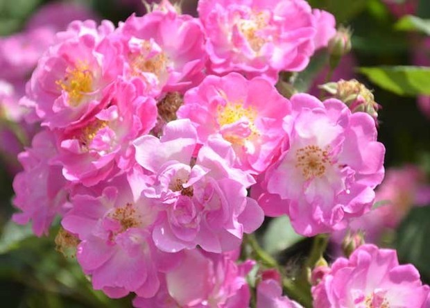 蔷薇花语是什么?
