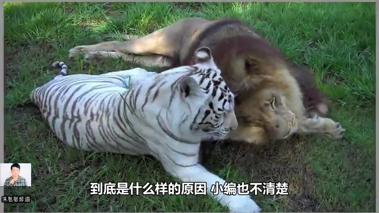 首先,老虎名字的v老虎效果很差,动物园里的虎狮兽和狮虎兽活到7种花家的狮子叫什么兔子图片