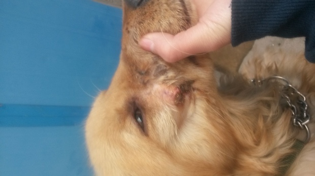 狗狗是不是狗癣 怎么解决