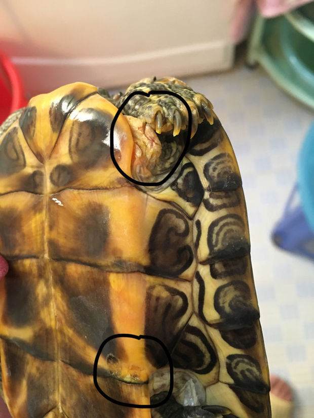 我家的乌龟是得腐皮病和腐甲病了吗?要怎么治疗?需要去医院吗?