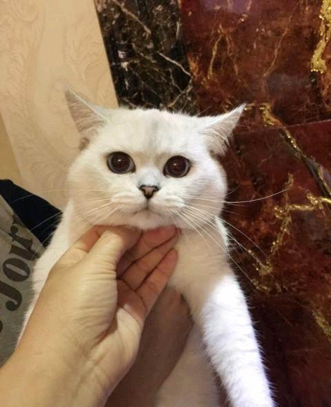 银点猫如何看品相?