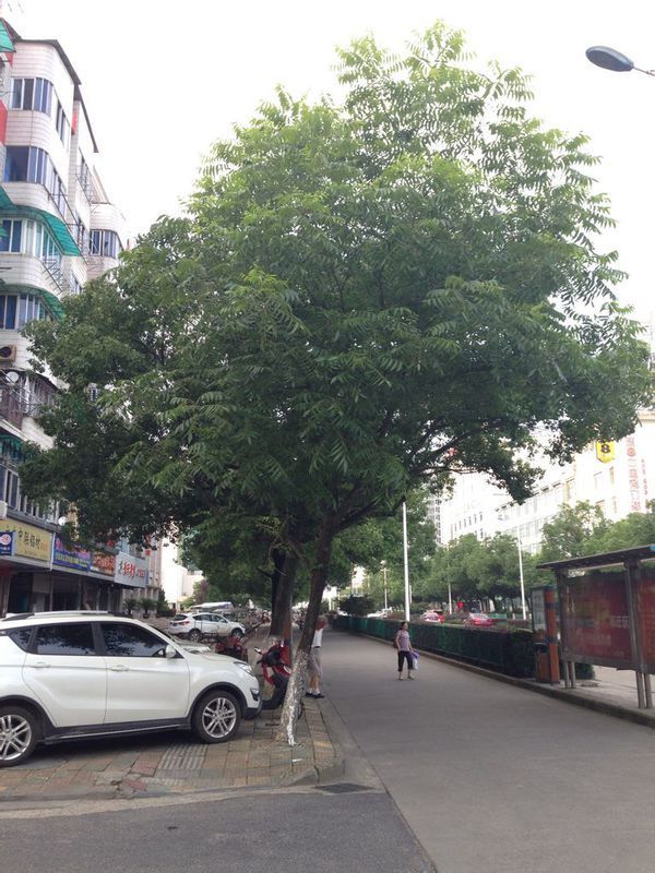 四川称油患子,海南岛称苦患树,台湾又名黄目子,亦被称为油罗树,洗手