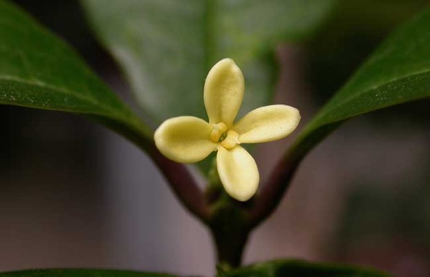 盆栽桂花树种植技术