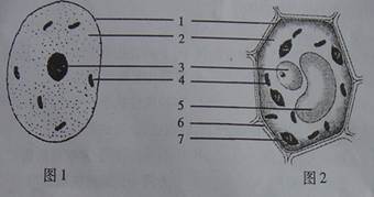 下图示动,植物细胞结构模式图,请据图回答下列问题:(1)图 示植物细胞