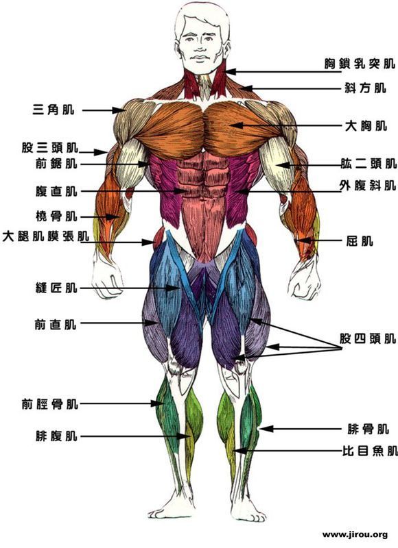 躯干,四肢主要骨骼肌的名称,位置,主要功能,并且举例说明其肌肉力量