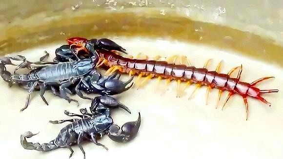 视频 帝王蝎vs大蜈蚣!三下五除二就把蜈蚣变成了美餐,厉害!