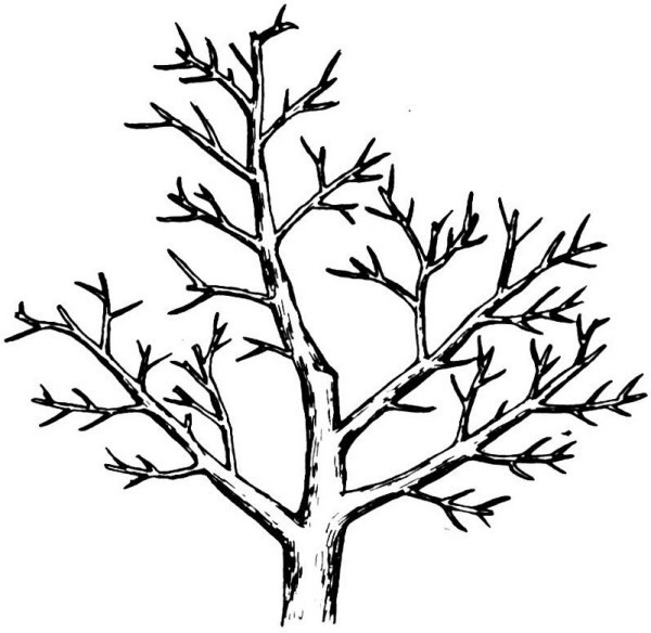 李树的常用树形有哪些?