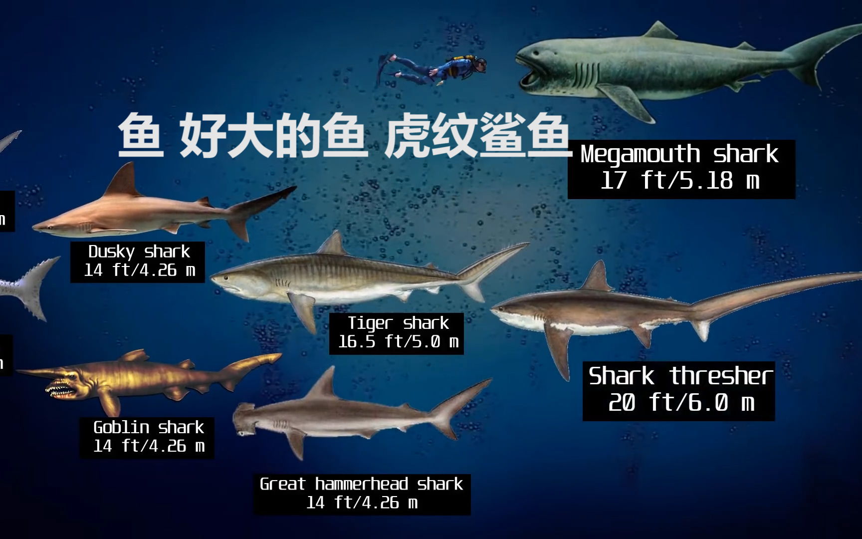 已 灭绝的鲨鱼与现存鲨鱼体型大小比较